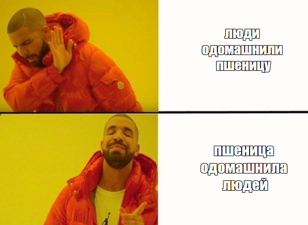Пшениця